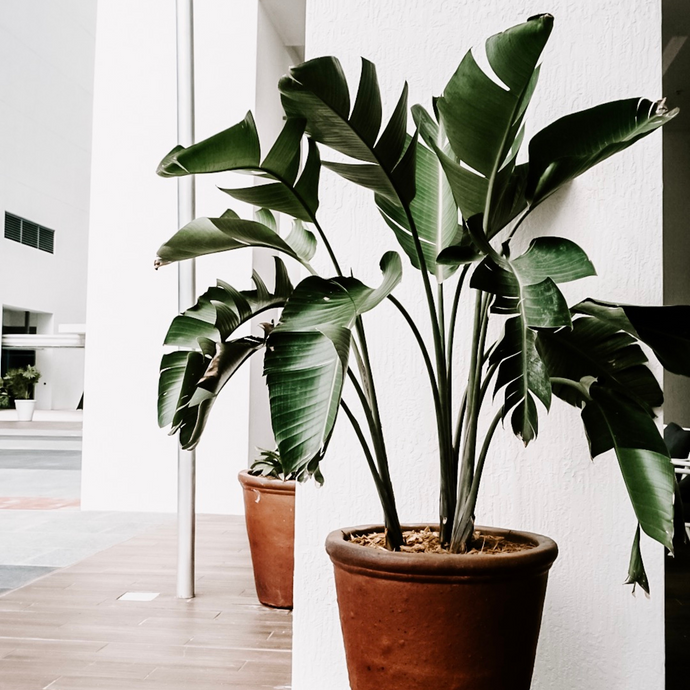3 Steps to Perfectly Styled House Plants