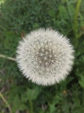 Load image into Gallery viewer, Dandelion
