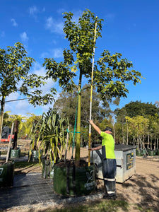 Illawarra Flame Tree