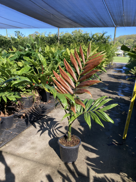 FLAME THROWER PALM