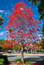 Load image into Gallery viewer, Illawarra Flame Tree
