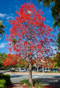 Illawarra Flame Tree