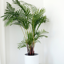 Load image into Gallery viewer, Areca Palm
