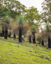 Load image into Gallery viewer, Grass Trees
