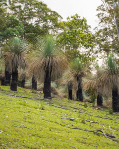 Grass Trees