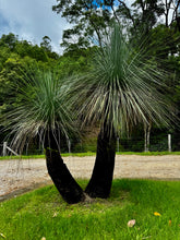 Load image into Gallery viewer, Grass Trees
