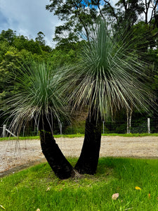 Grass Trees