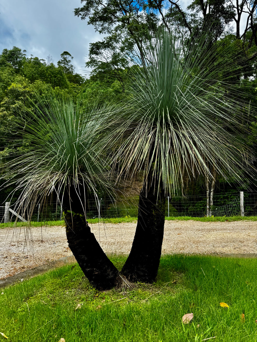 Grass Trees