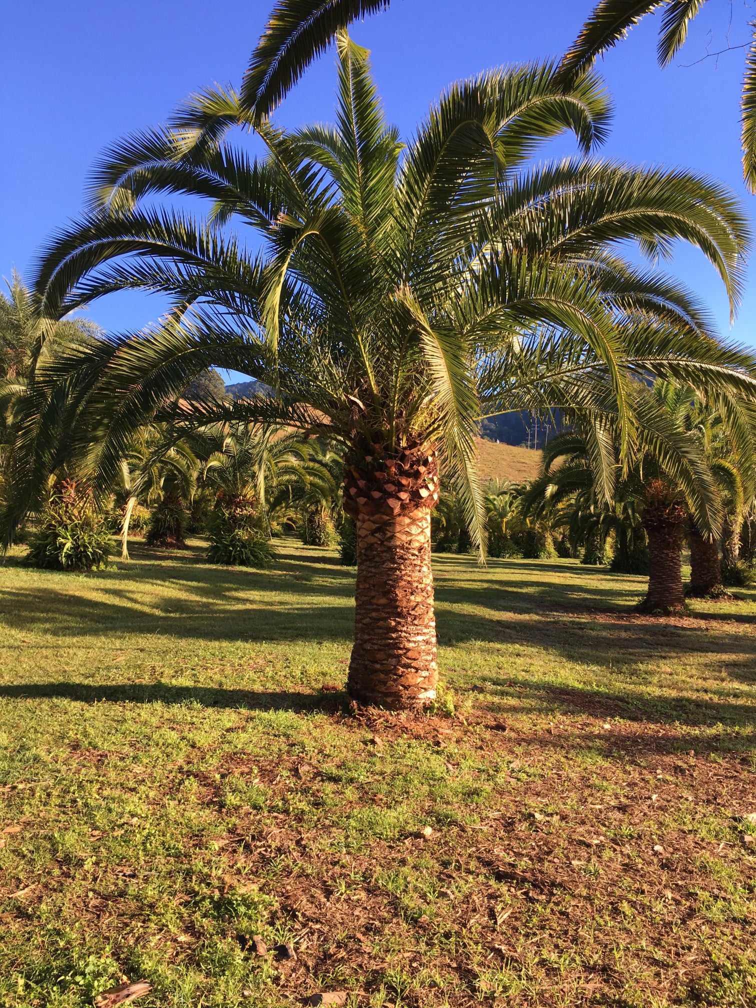 Canary Island Date Palm