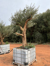 Load image into Gallery viewer, Olive Trees California Queen
