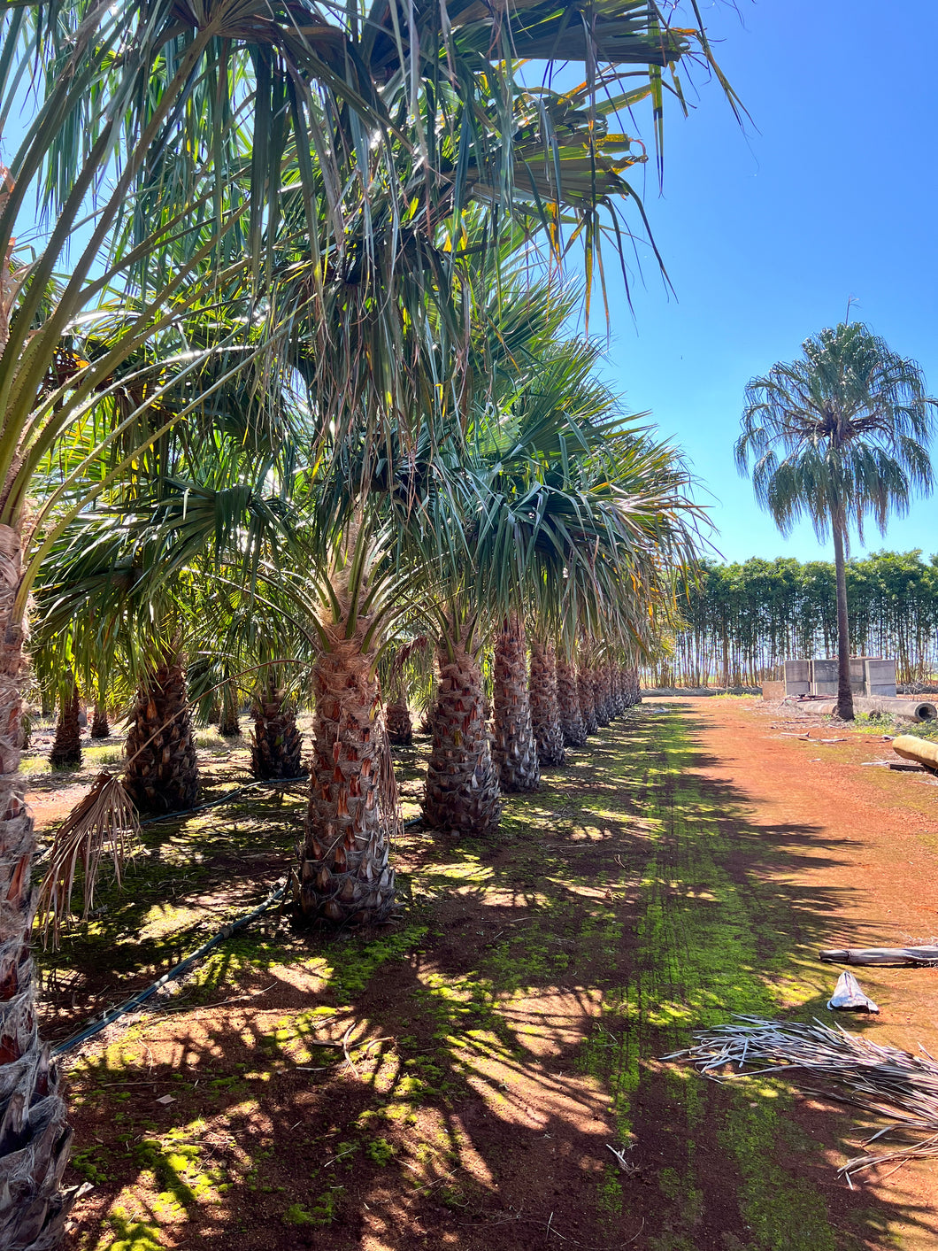 Cabbage tree palm