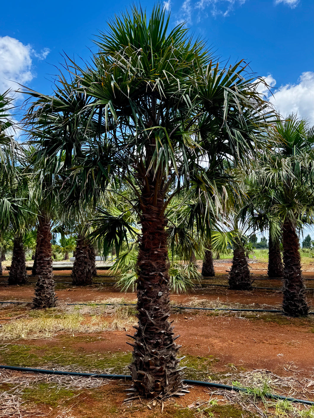 Bentham's Fan Palm