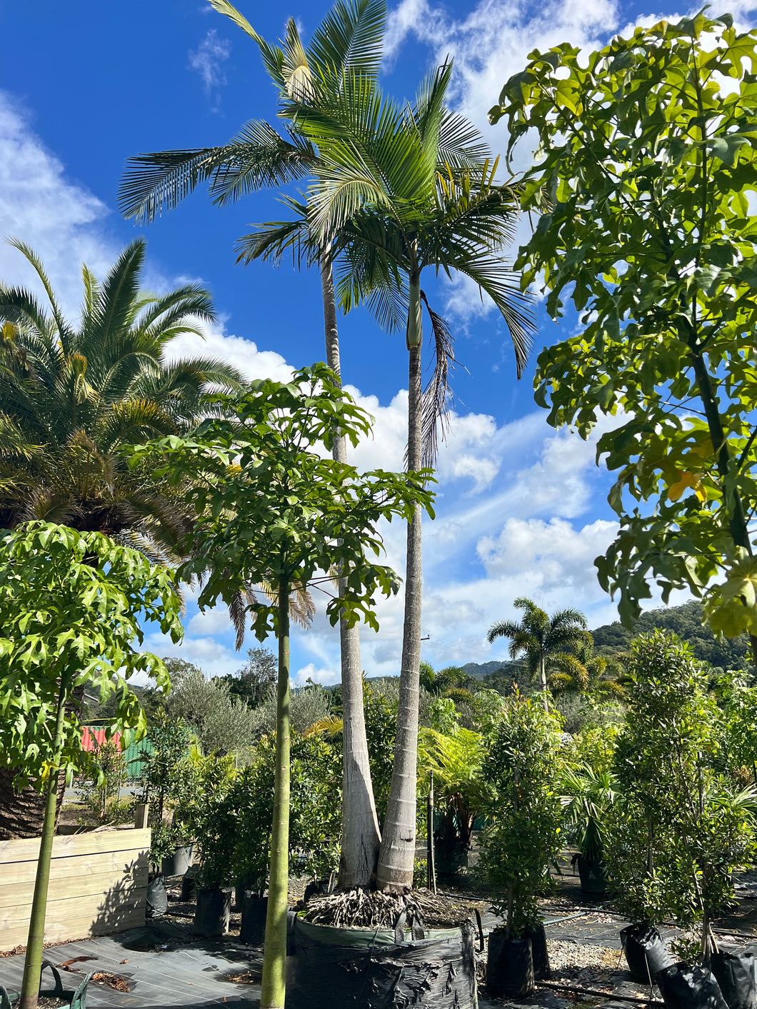 Bangalow Palms Ex-Ground