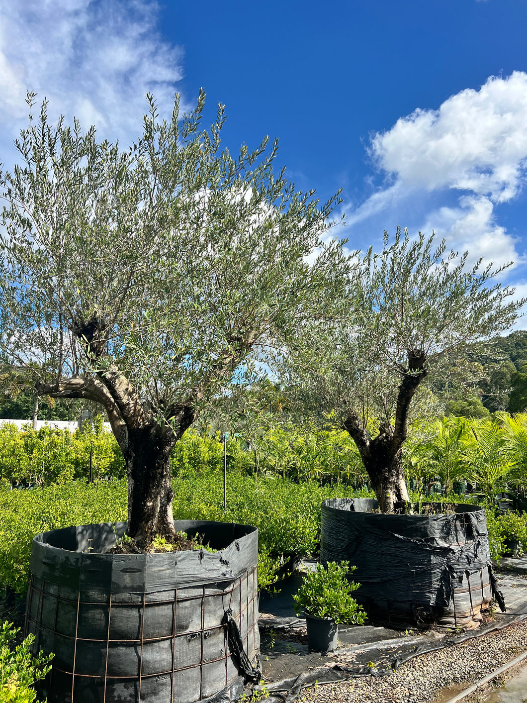 Olive Trees Ex-ground