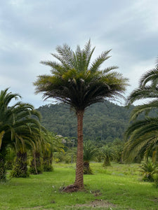 Silver Date Palm