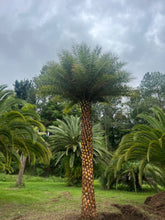 Load image into Gallery viewer, Silver Date Palm
