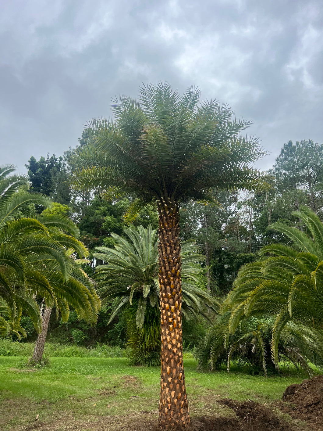 Silver Date Palm