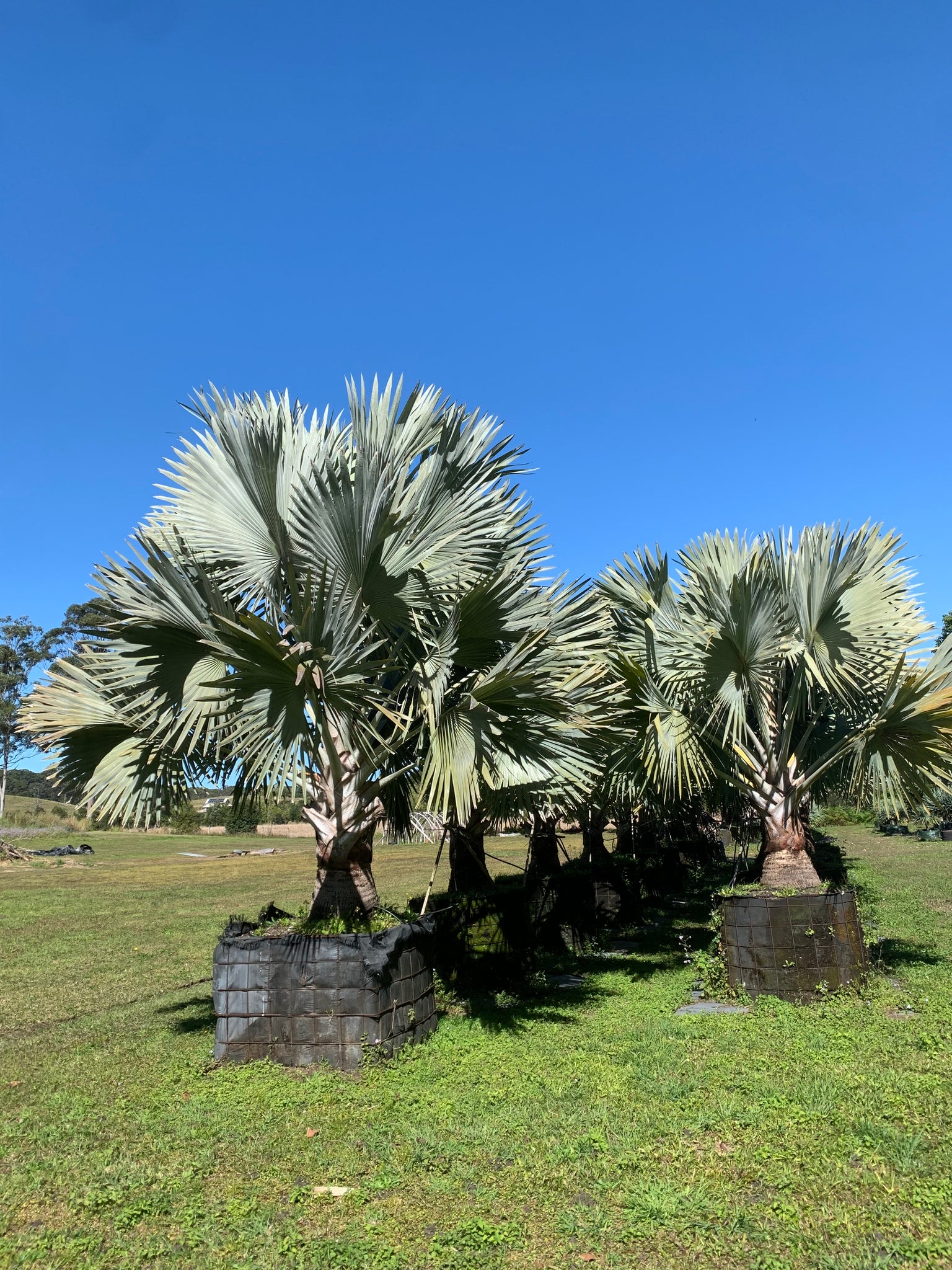 Bismarck Palm