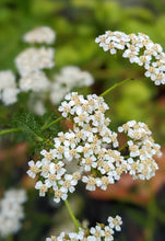 Load image into Gallery viewer, Yarrow White

