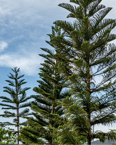 Norfolk Island Pine