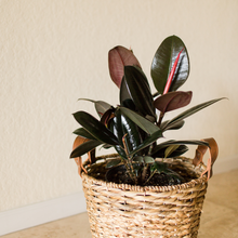 Load image into Gallery viewer, Rubber Plant Burgundy
