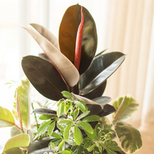 Load image into Gallery viewer, Rubber Plant Burgundy

