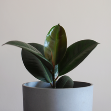 Load image into Gallery viewer, Rubber Plant
