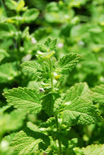 Load image into Gallery viewer, Lemon Balm
