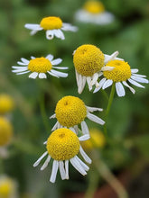 Load image into Gallery viewer, Chamomile German
