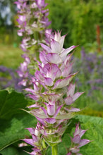 Load image into Gallery viewer, Salvia sclarea &#39;Clary Sage&#39;
