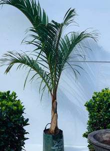 SPINDLE PALM