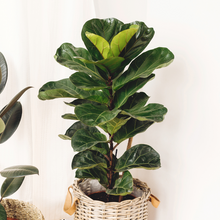 Load image into Gallery viewer, Fiddle Leaf Fig
