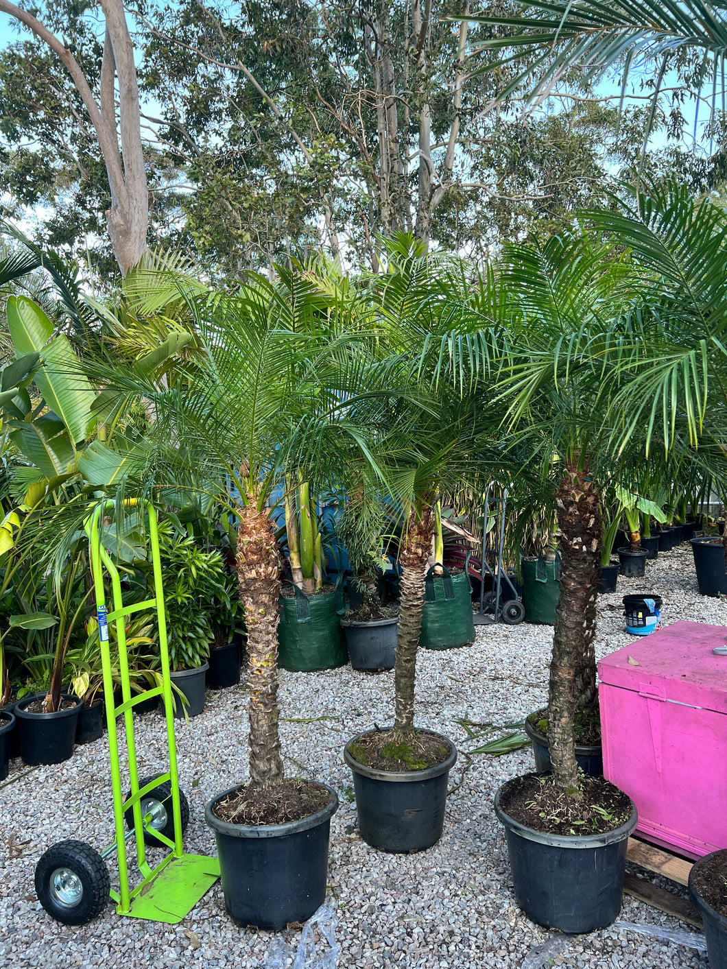 DWARF DATE PALMS