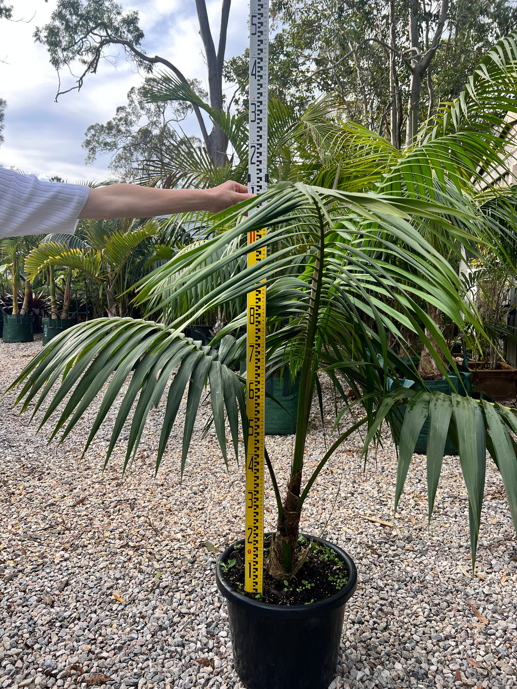 kentia palm outdoors