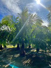 Load image into Gallery viewer, seedless coconut palm
