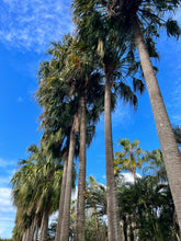 Load image into Gallery viewer, CABBAGE TREE PALM
