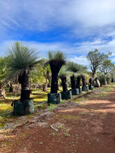 Load image into Gallery viewer, Grass Trees
