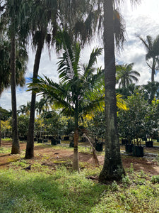 Bangalow Palms Ex-Ground