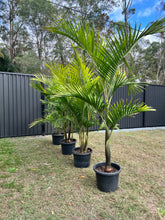 Load image into Gallery viewer, BANGALOW PALM
