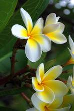 Load image into Gallery viewer, FRANGIPANI WHITE
