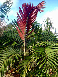 FLAME THROWER PALM