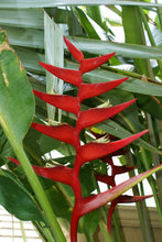 Load image into Gallery viewer, HELICONIA HOT RIO NIGHTS
