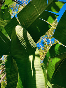 GIANT BIRD OF PARADISE