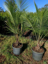 Load image into Gallery viewer, HIGH PLATEAU COCONUT PALM
